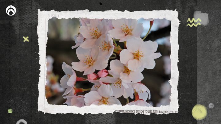 Temporada de cerezos japoneses: ¿En dónde verlos en todo su esplendor en CDMX?