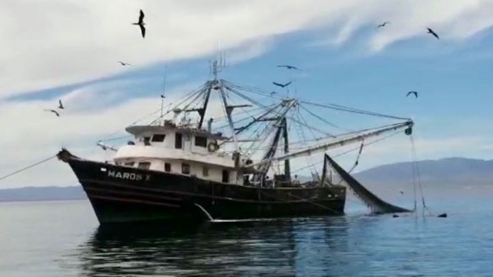 Autoridades de BCS reconocen que barcos camaroneros son un problema para la fauna marina