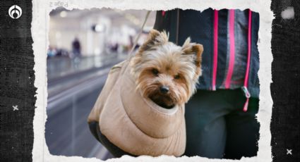 ¿Cómo viajar con tu ´lomito´ en el avión? Esto dice Profeco