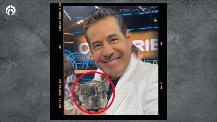 Yordi Rosado: ¿cuánto cuesta el lujoso perrito bulldog francés que carga el presentador?