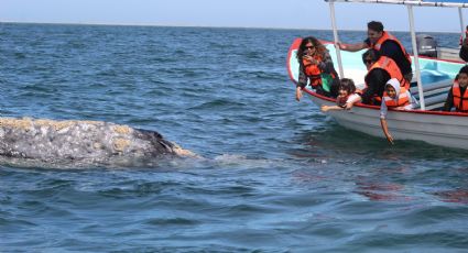 (VIDEO) Ballenas grises en BCS: Puerto Chale presume contar con más de 100 mamíferos