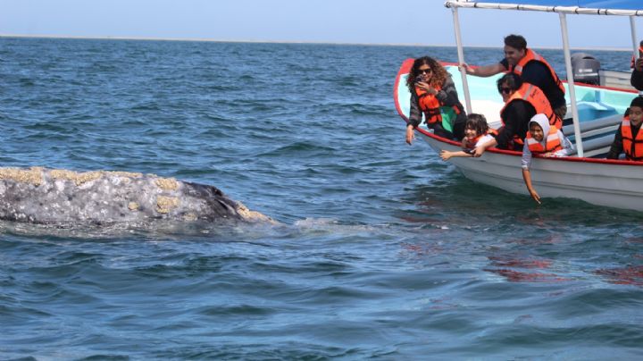 (VIDEO) Ballenas grises en BCS: Puerto Chale presume contar con más de 100 mamíferos