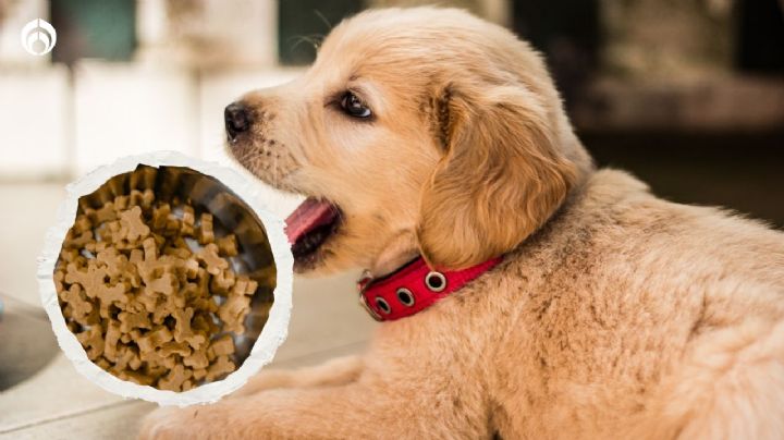 Perritos: ¿cuándo se les debe cambiar las croquetas según su edad?