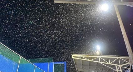 (FOTOS) Conoce el "Vuelo nupcial de las termitas" un fenómeno que ocurre en Tampico