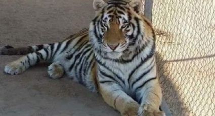 Policía estatal niega participación de agentes por robo de Tigre de bengala en Hermosillo