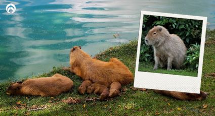 ¿Puedes tener a un capibara de mascota en México? Esto es lo que necesitas