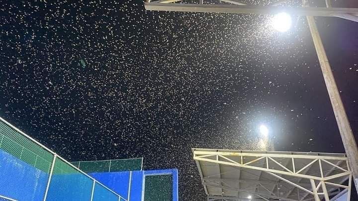 (FOTOS) Conoce el "Vuelo nupcial de las termitas" un fenómeno que ocurre en Tampico