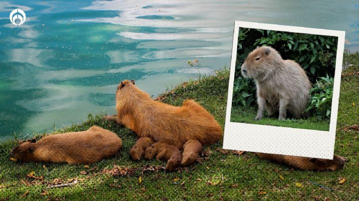 ¿Puedes tener a un capibara de mascota en México? Esto es lo que necesitas