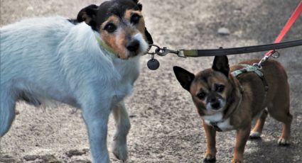 Perritos: la multa por pasearlos sin correa es real y este es el costo en CDMX