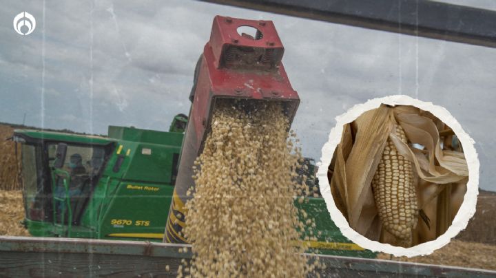 Víctimas del superpeso: Productores de maíz y trigo en Sinaloa reclaman apoyos ante bajo precio de granos