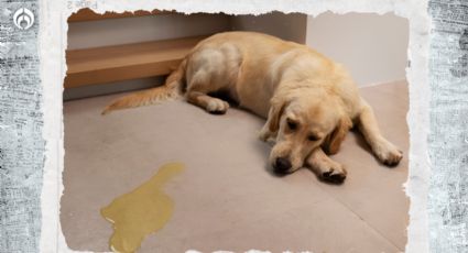 Perritos: con este remedio casero jamás volverán a orinarse dentro de casa