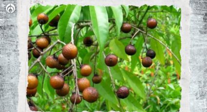 ¿Dónde venden las nueces que son mejores que el jabón para bañarte y lavar la ropa?