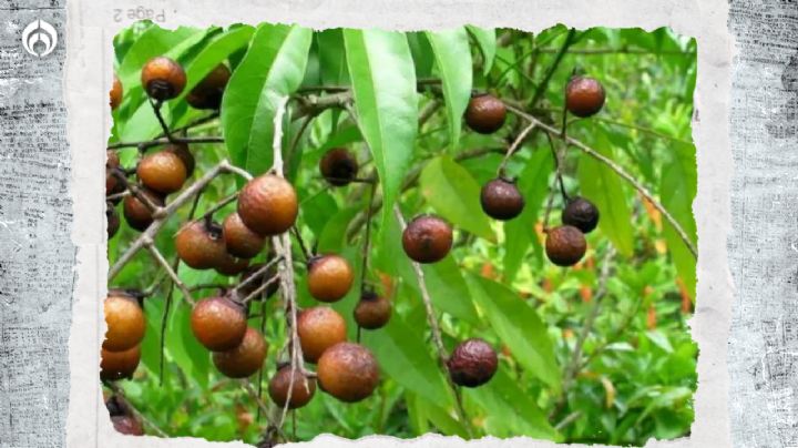 ¿Dónde venden las nueces que son mejores que el jabón para bañarte y lavar la ropa?