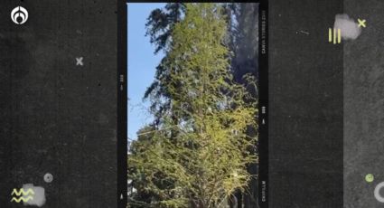 Adiós al ahuehuete: plantarán oootro árbol en la Glorieta de Reforma (VIDEO)