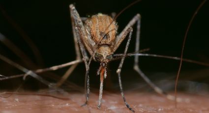 Dime qué tipo de sangre tienes y te diré si te picarán mucho los mosquitos