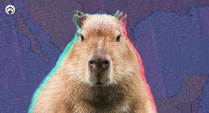 ¿Hay capibaras en México, el nuevo animalito sensación de TikTok?