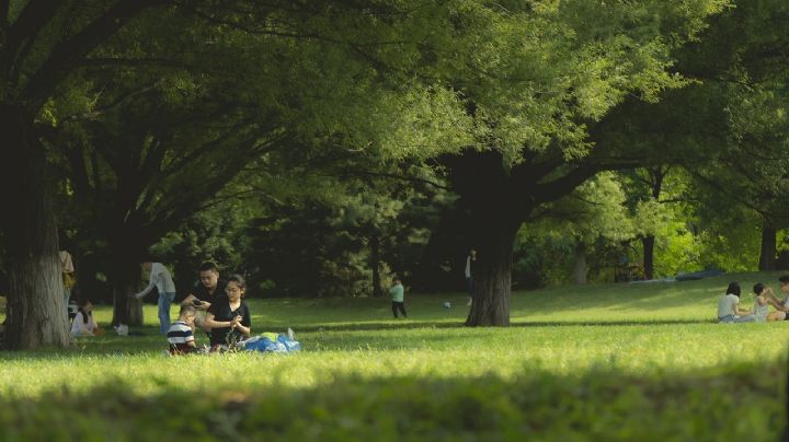 Los 'pulmones' de CDMX: Estas son las colonias más verdes y con más parques de la capital