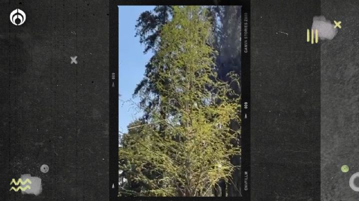 Adiós al ahuehuete: plantarán oootro árbol en la Glorieta de Reforma (VIDEO)