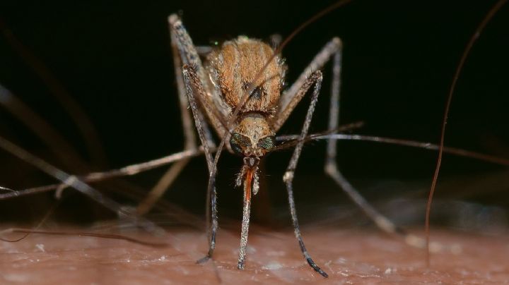 Dime qué tipo de sangre tienes y te diré si te picarán mucho los mosquitos