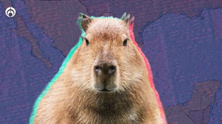 ¿Hay capibaras en México, el nuevo animalito sensación de TikTok?