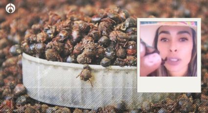 ¿Qué son las hormigas chicatanas, insectos favoritos de Galilea Montijo?