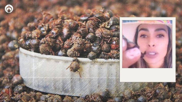 ¿Qué son las hormigas chicatanas, insectos favoritos de Galilea Montijo?