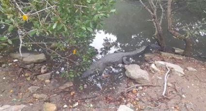 (VIDEO) Cocodrilos dejan asombrados a turistas que visitan Laguna del Carpintero