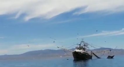 Gobierno de BCS busca con SEMAR reforzar vigilancia de mares y frenar la pesca furtiva