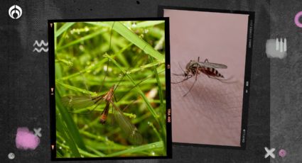 ¡No lo mates! Este 'mosquito gigante' parece aterrador pero no te chupará la sangre