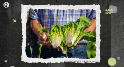 ¿Por qué la lechuga romana se llama así y cuál es su origen?