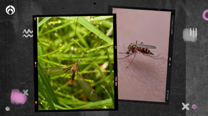 ¡No lo mates! Este 'mosquito gigante' parece aterrador pero no te chupará la sangre