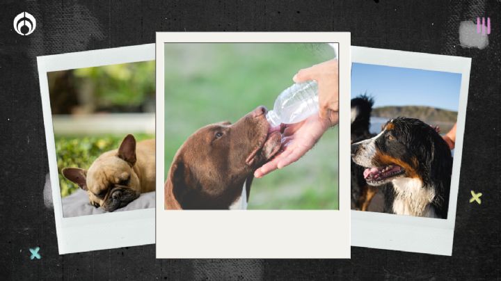 Ni los rapes ni les pongas zapatos: ¿Cómo refrescar a tus perritos en temporada de calor?