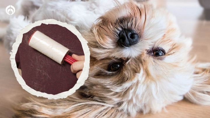 Perritos: así puedes quitar su pelo de tu ropa en 5 sencillos pasos