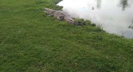 ¡Otra más de los 'Juanchos'! Cocodrilo ataca y mata a un caballo en Miramapolis, Madero