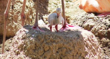 (FOTOS) Nace el primer flamenco americano en ZooLeón, especie en peligro de extinción