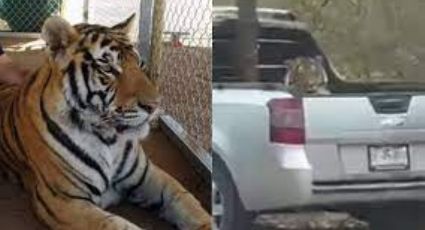 Buscando a 'Baluma': FGR descarta que tigre asegurado sea el robado en Hermosillo