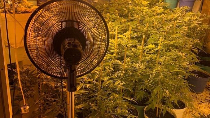 (FOTOS) Así es el invernadero de mariguana cateado en un pueblo mágico de NL