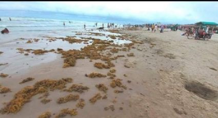 Invade sargazo playa Miramar algo común en esta época del año