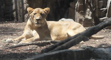 ¡Qué diferencia! Así se recupera Alika en Chapultepec, una leona rescatada del Black Jaguar-White Tiger