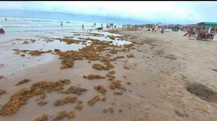 Invade sargazo playa Miramar algo común en esta época del año