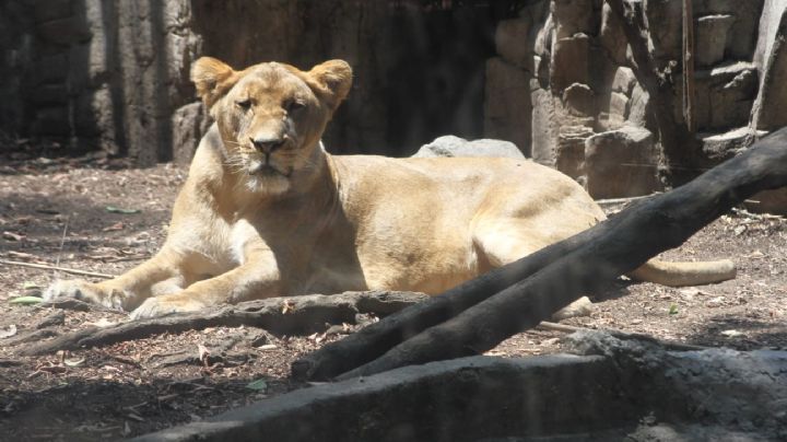 ¡Qué diferencia! Así se recupera Alika en Chapultepec, una leona rescatada del Black Jaguar-White Tiger