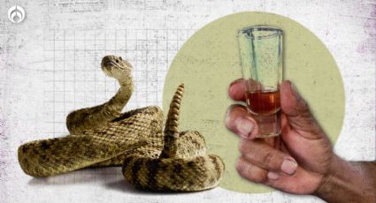 ¿De la víbora sale el vino?: conoce la bebida curativa hecha con sangre de serpiente