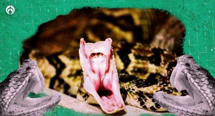 Serpiente de cascabel: ayuda a prevenir la enfermedad de Lyme, como la que padece Justin Bieber