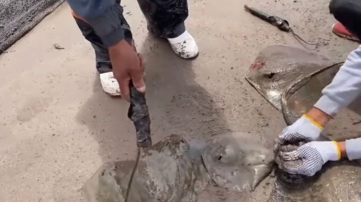 Mutilación de mantarrayas en Sonora: investigan a exdirectora por posible delito de biodiversidad