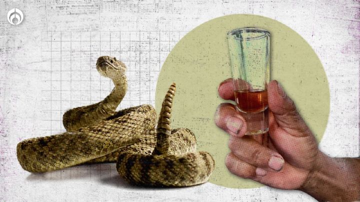 ¿De la víbora sale el vino?: conoce la bebida curativa hecha con sangre de serpiente