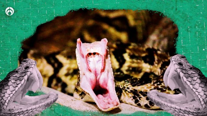 Serpiente de cascabel: ayuda a prevenir la enfermedad de Lyme, como la que padece Justin Bieber