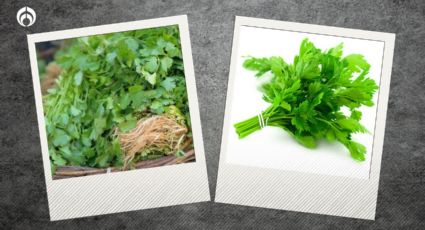 Cilantro o perejil: ¿Cuál es más saludable, a pesar de su gran parecido?