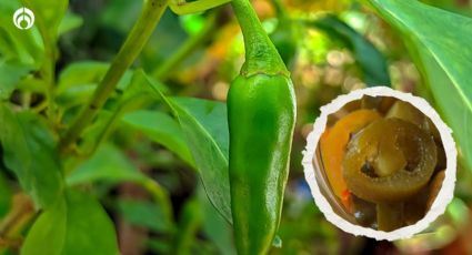 ¿Qué tan buenos son los chiles de La Costeña? Esto dice Profeco