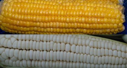 ¿Cuál es la diferencia entre el elote amarillo y el blanco? No creerás la respuesta