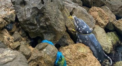 ¡Lamentable! Hallan sin vida a delfín en Escolleras de Playa Miramar